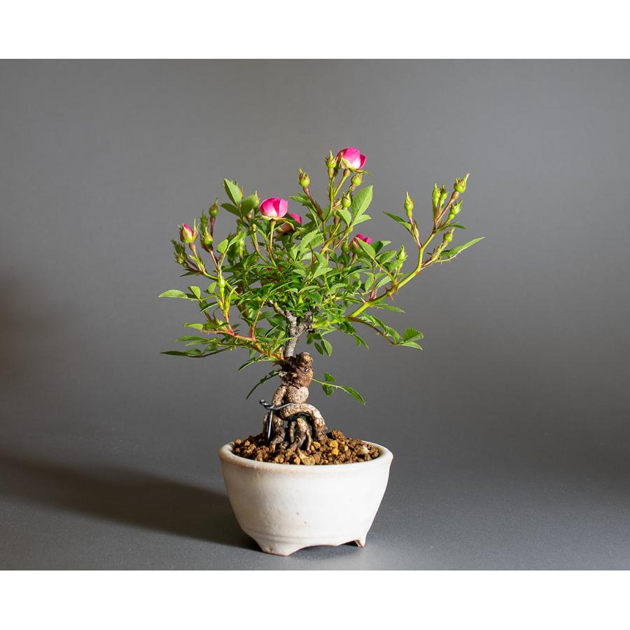 小品 ミニ盆栽 ミニバラ雅 根上がり ミニ盆栽 雅バラ盆栽 野薔薇（みやびばら・小さな盆栽 雅バラ