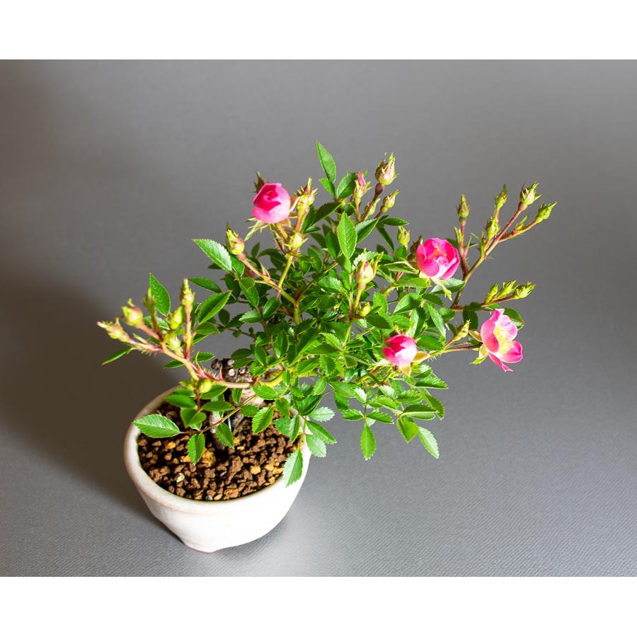 ミニ盆栽 雅バラ盆栽 野薔薇（みやびばら・小さな盆栽 雅バラ