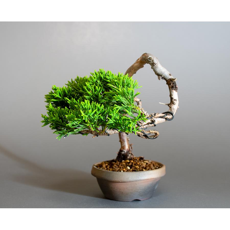 真柏(しんぱく) 盆栽 素材 b83ca34135e787ae36a6e2d01c4d03