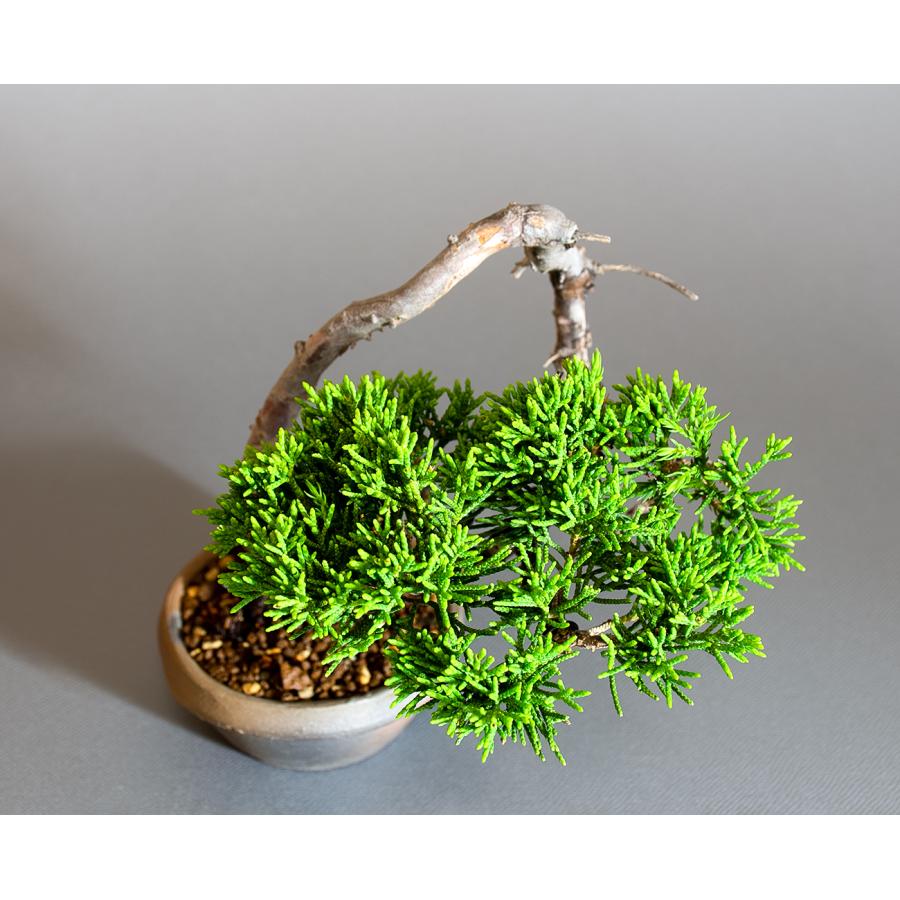 盆栽 シンパク盆栽 文人真柏（しんぱく・ミニ 盆栽 糸魚川真柏）小品