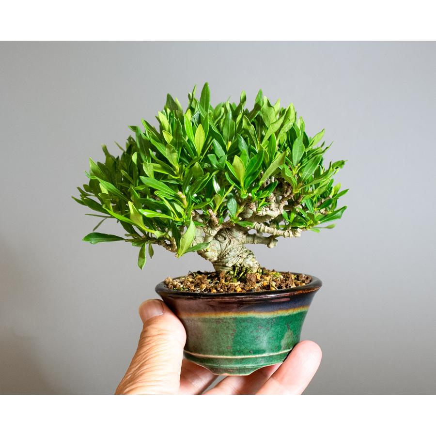 ミニ盆栽　クチナシ盆栽　梔子（くちなし・小盆栽 小葉性のクチナシ喜代誉）小さな盆栽　4326 |  | 05