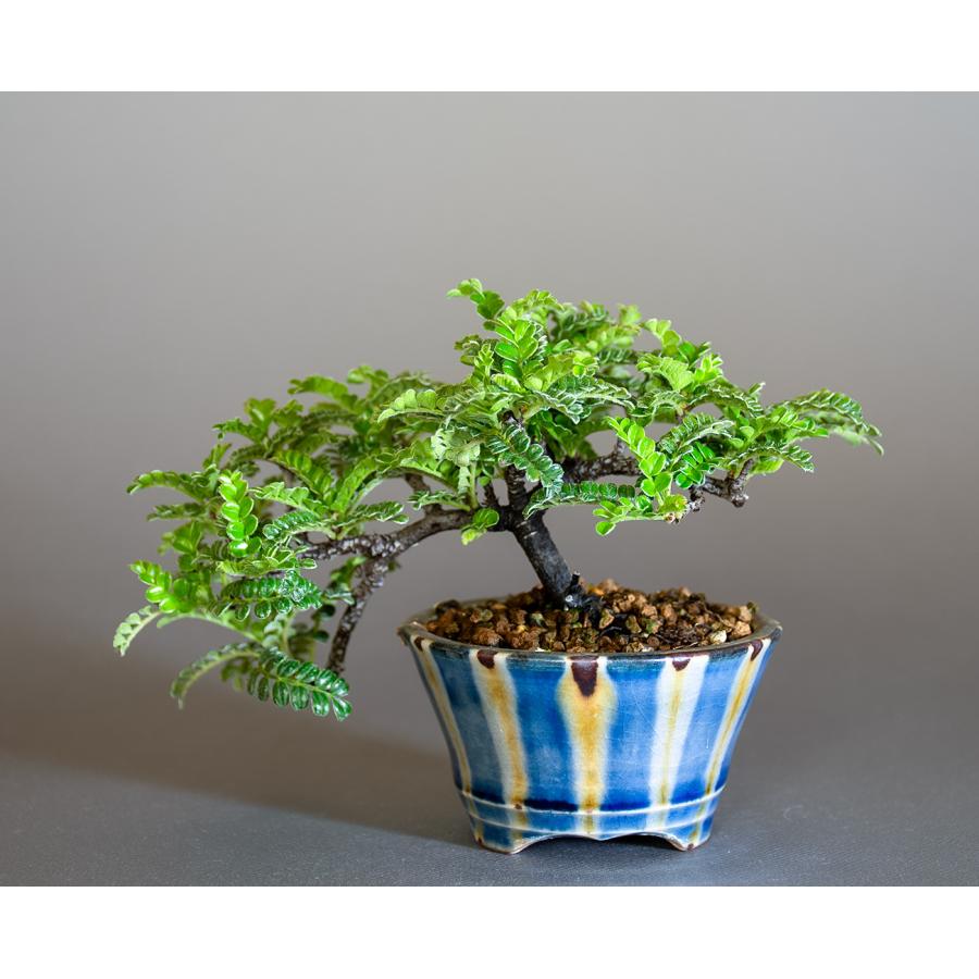豆盆栽　イソザンショウ盆栽　磯山椒（いそざんしょう・ミニ盆栽 磯山椒）小盆栽　4328 |  | 01