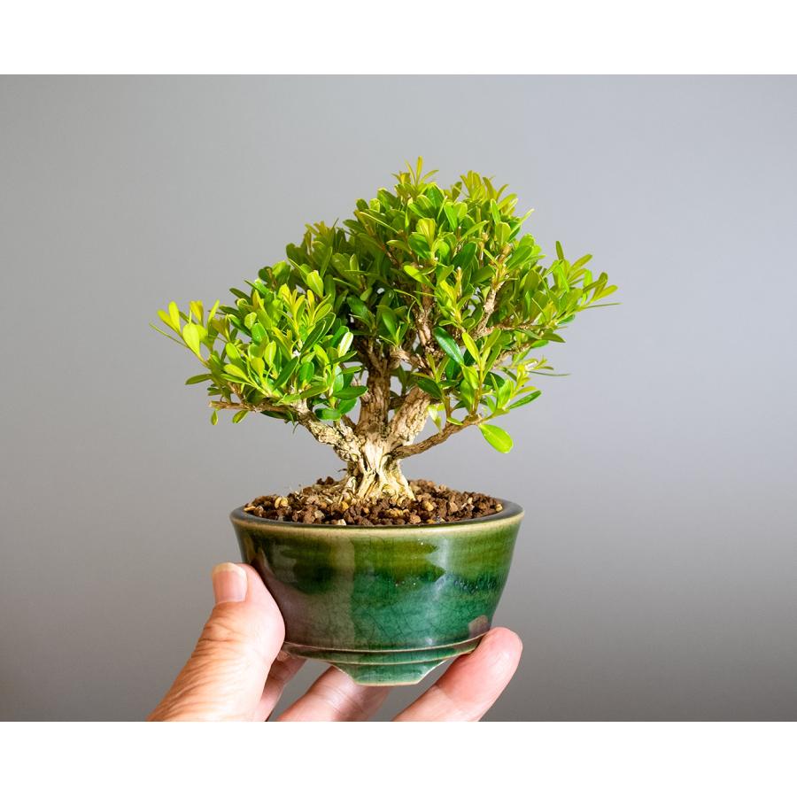 盆栽　タイワンツゲ盆栽　台湾黄楊（たいわんつげ・ミニ盆栽 台湾ツゲ）小さな盆栽　4330 |  | 05