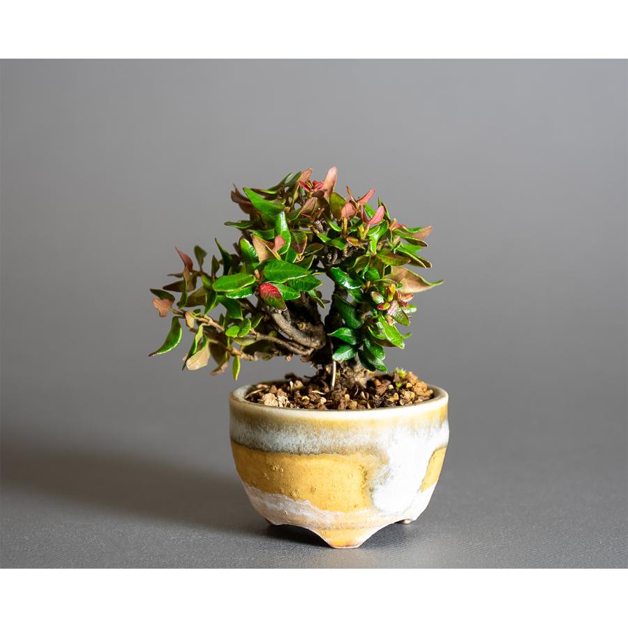 プチ盆栽　チリメンカズラ盆栽　縮緬葛（ちりめんかずら・プチ盆栽 縮緬葛）小さな盆栽　4334 | 