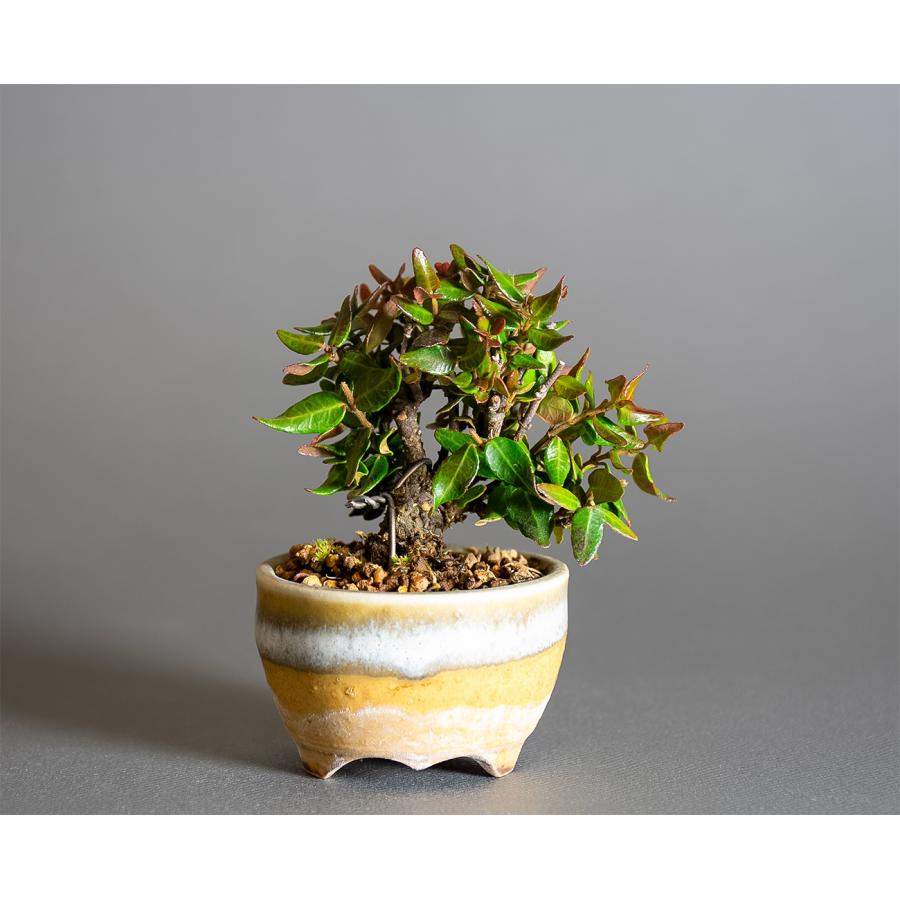 プチ盆栽　チリメンカズラ盆栽　縮緬葛（ちりめんかずら・プチ盆栽 縮緬葛）小さな盆栽　4334 |  | 01