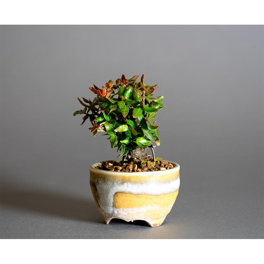 プチ盆栽　チリメンカズラ盆栽　縮緬葛（ちりめんかずら・プチ盆栽 縮緬葛）小さな盆栽　4334 |  | 02