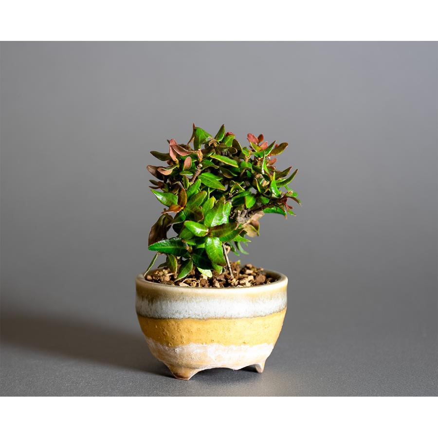 プチ盆栽　チリメンカズラ盆栽　縮緬葛（ちりめんかずら・プチ盆栽 縮緬葛）小さな盆栽　4334 |  | 03