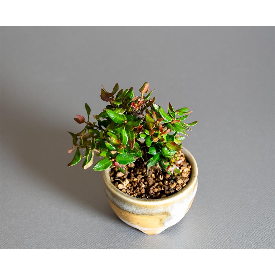 プチ盆栽　チリメンカズラ盆栽　縮緬葛（ちりめんかずら・プチ盆栽 縮緬葛）小さな盆栽　4334 |  | 04