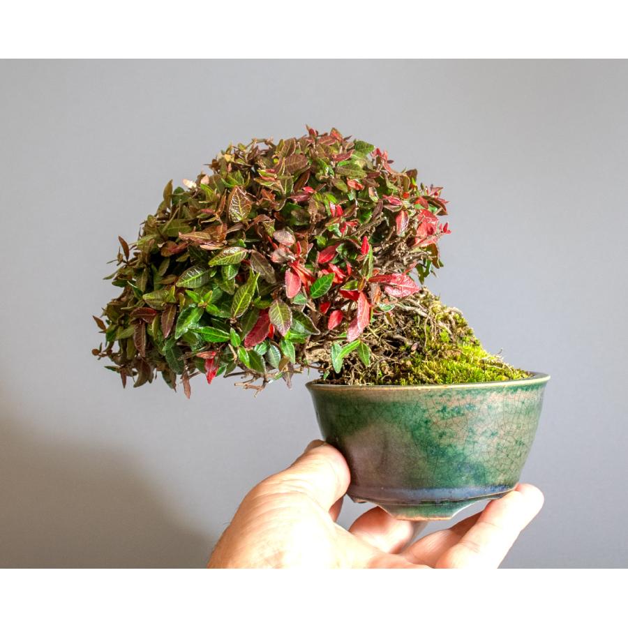 盆栽　チリメンカズラ盆栽　縮緬葛（ちりめんかずら・ミニ盆栽 縮緬葛）小品盆栽　4338 |  | 05