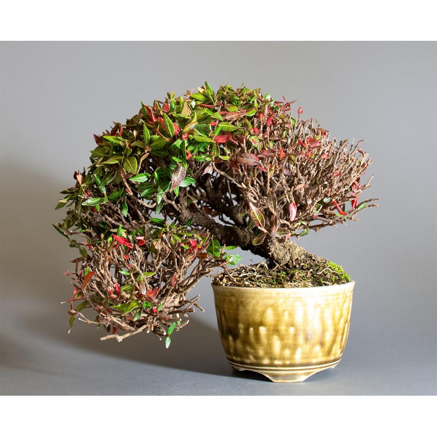 盆栽　チリメンカズラ盆栽　縮緬葛（ちりめんかずら・ミニ盆栽 縮緬葛）4339 | 