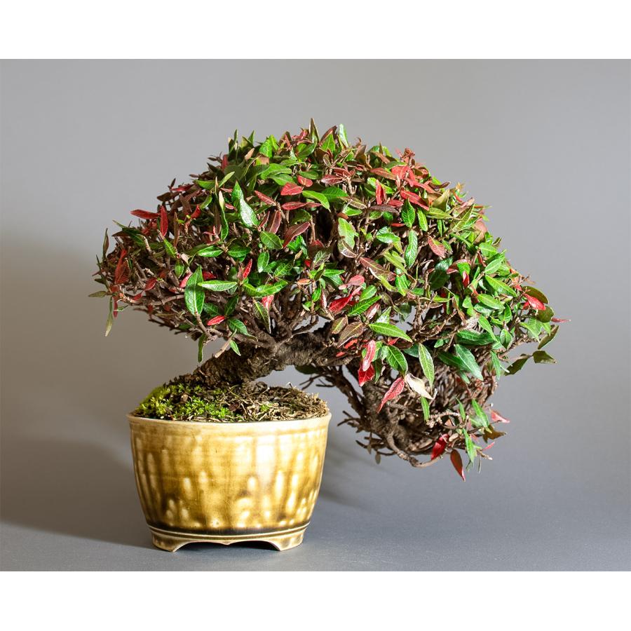 盆栽　チリメンカズラ盆栽　縮緬葛（ちりめんかずら・ミニ盆栽 縮緬葛）4339 |  | 01