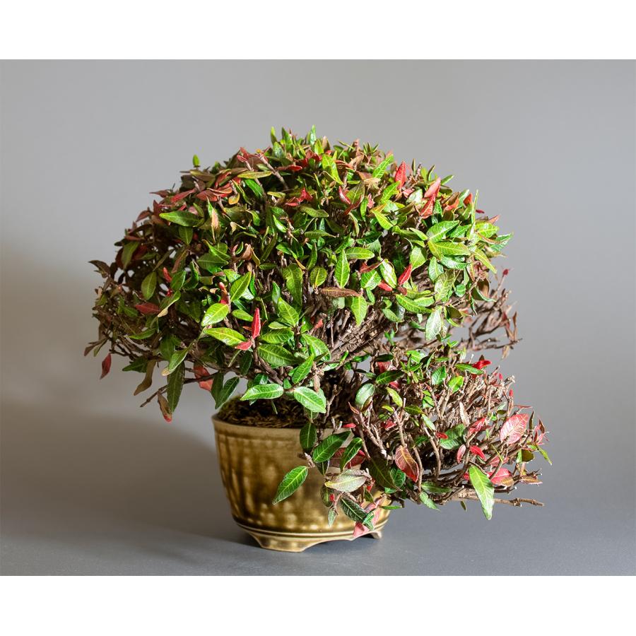 盆栽　チリメンカズラ盆栽　縮緬葛（ちりめんかずら・ミニ盆栽 縮緬葛）4339 |  | 03