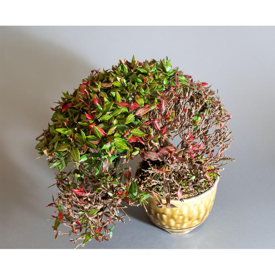 盆栽　チリメンカズラ盆栽　縮緬葛（ちりめんかずら・ミニ盆栽 縮緬葛）4339 |  | 04