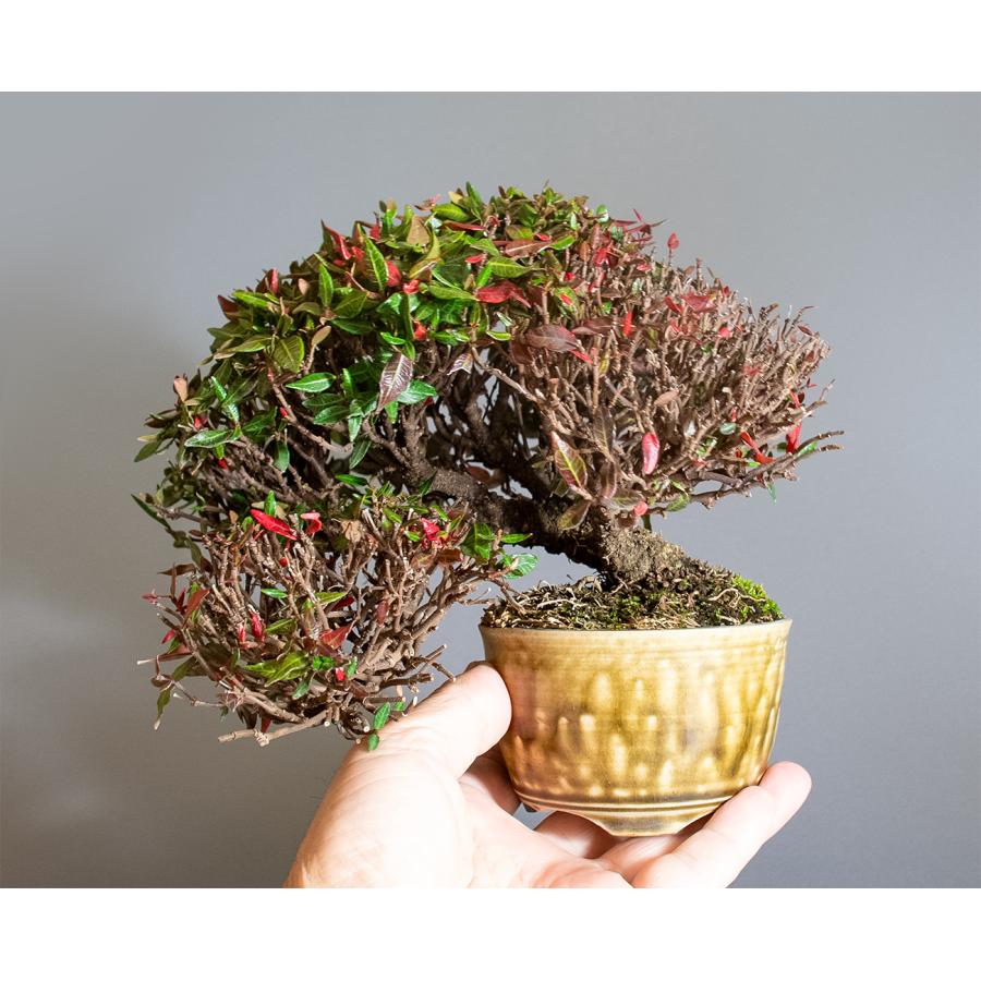 盆栽　チリメンカズラ盆栽　縮緬葛（ちりめんかずら・ミニ盆栽 縮緬葛）4339 |  | 05