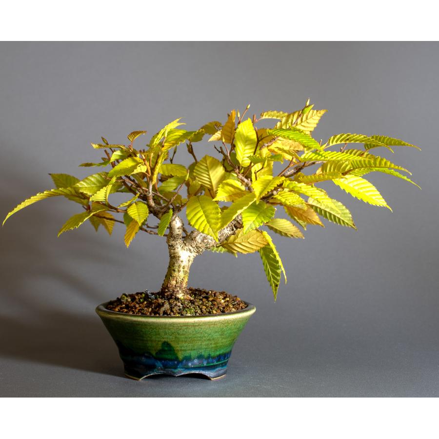 盆栽　カナシデ盆栽　金四手（かなしで・ミニ盆栽 熊四手）小さな盆栽　4340 |  | 01