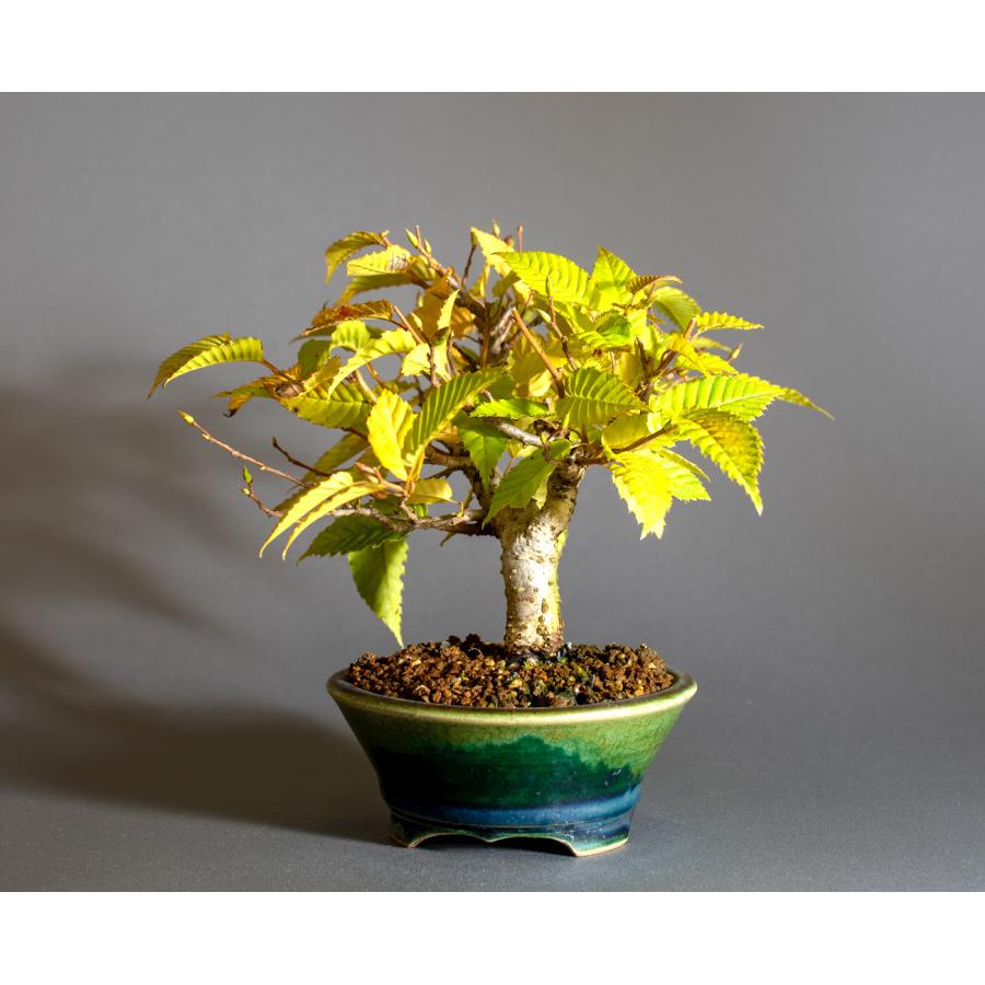 盆栽　カナシデ盆栽　金四手（かなしで・ミニ盆栽 熊四手）小さな盆栽　4340 |  | 02