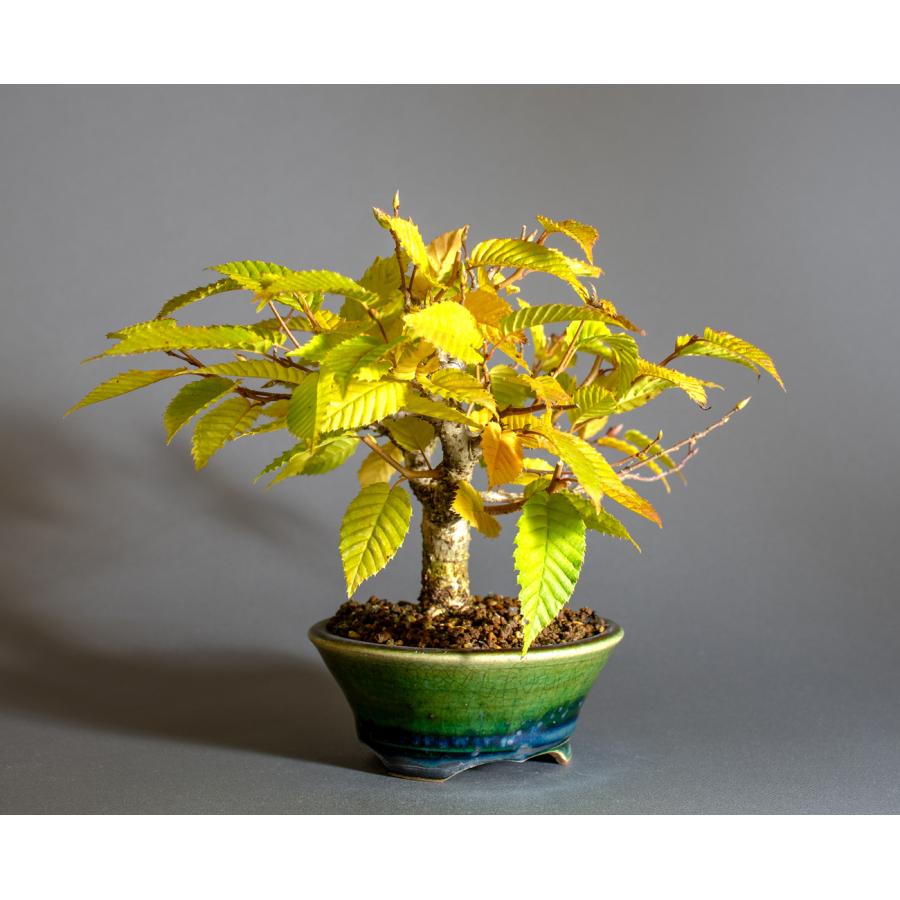 盆栽　カナシデ盆栽　金四手（かなしで・ミニ盆栽 熊四手）小さな盆栽　4340 |  | 03