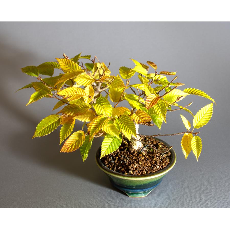 盆栽　カナシデ盆栽　金四手（かなしで・ミニ盆栽 熊四手）小さな盆栽　4340 |  | 04