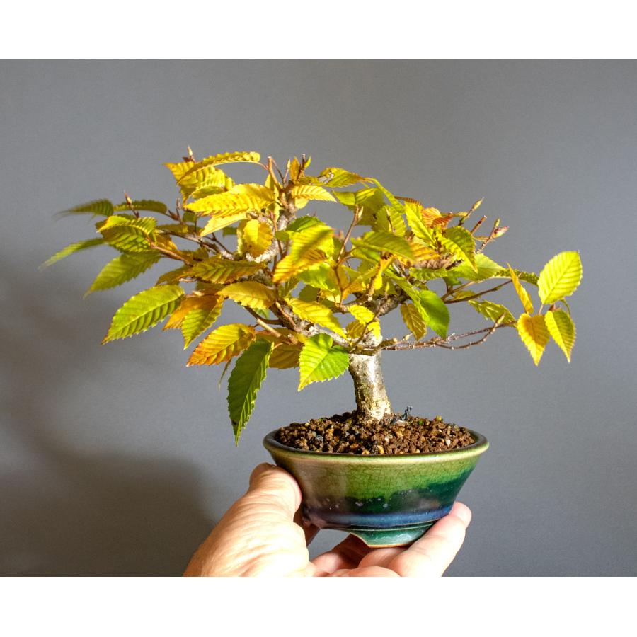 盆栽　カナシデ盆栽　金四手（かなしで・ミニ盆栽 熊四手）小さな盆栽　4340 |  | 05