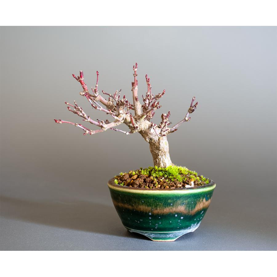 ミニ盆栽 もみじ　イロハモミジ盆栽（いろは紅葉 ミニ盆栽）小さな盆栽　4342 | 