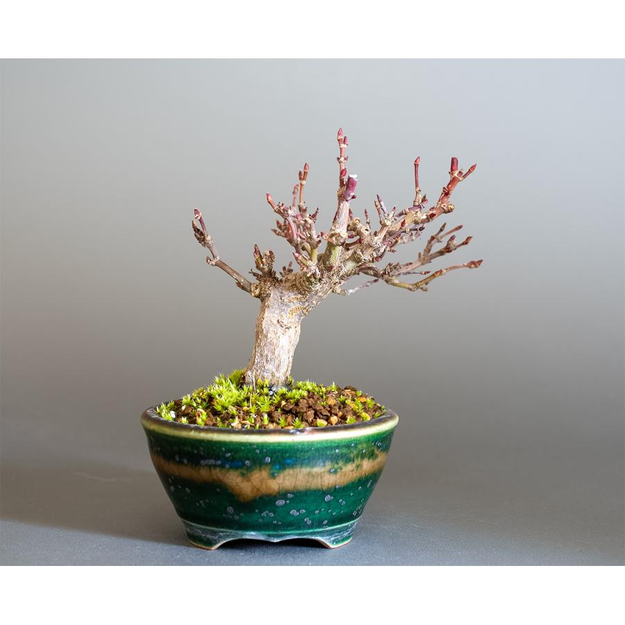 ミニ盆栽 もみじ　イロハモミジ盆栽（いろは紅葉 ミニ盆栽）小さな盆栽　4342 |  | 01