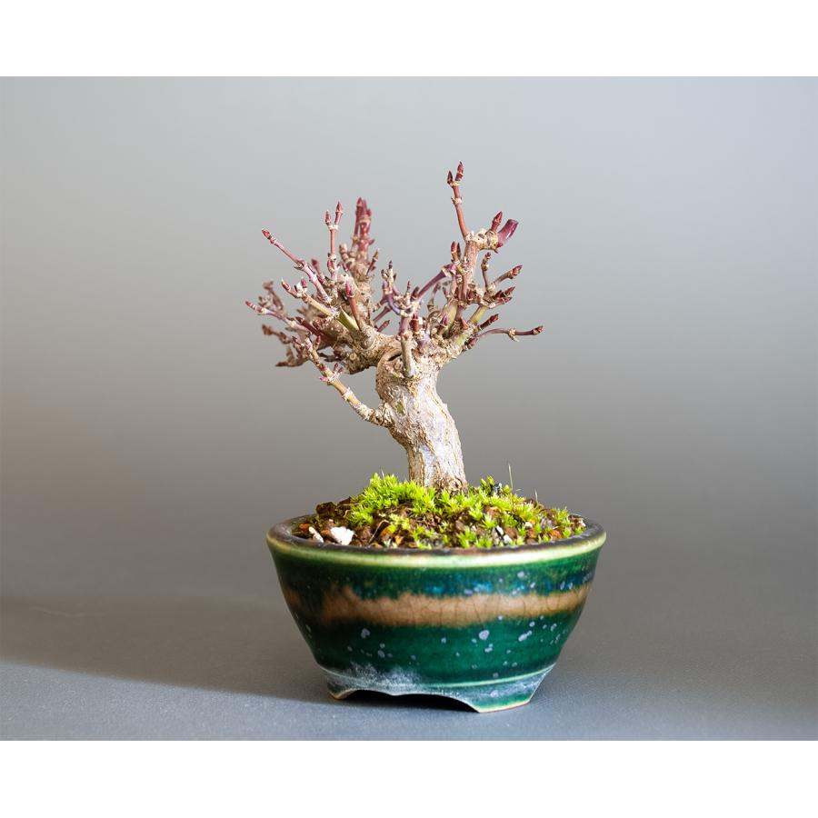 ミニ盆栽 もみじ　イロハモミジ盆栽（いろは紅葉 ミニ盆栽）小さな盆栽　4342 |  | 02