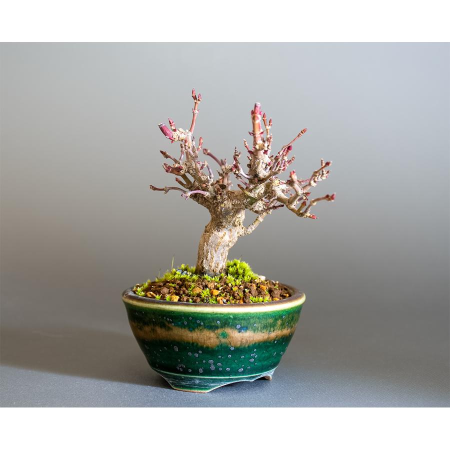 ミニ盆栽 もみじ　イロハモミジ盆栽（いろは紅葉 ミニ盆栽）小さな盆栽　4342 |  | 03