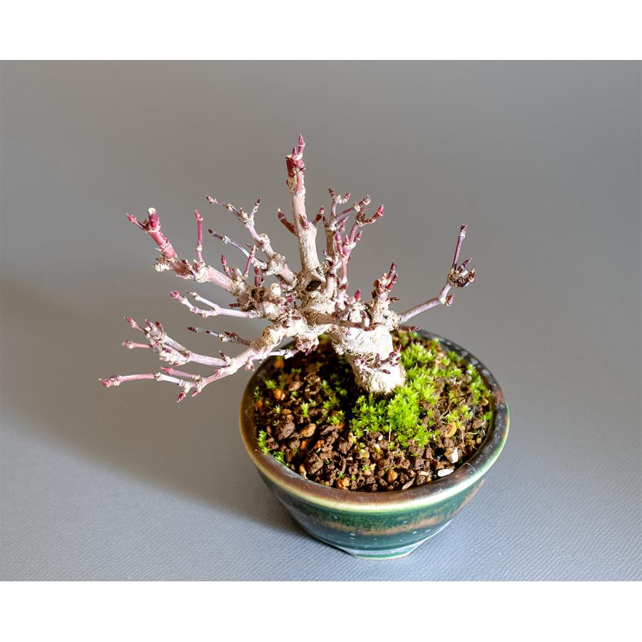 ミニ盆栽 もみじ　イロハモミジ盆栽（いろは紅葉 ミニ盆栽）小さな盆栽　4342 |  | 04
