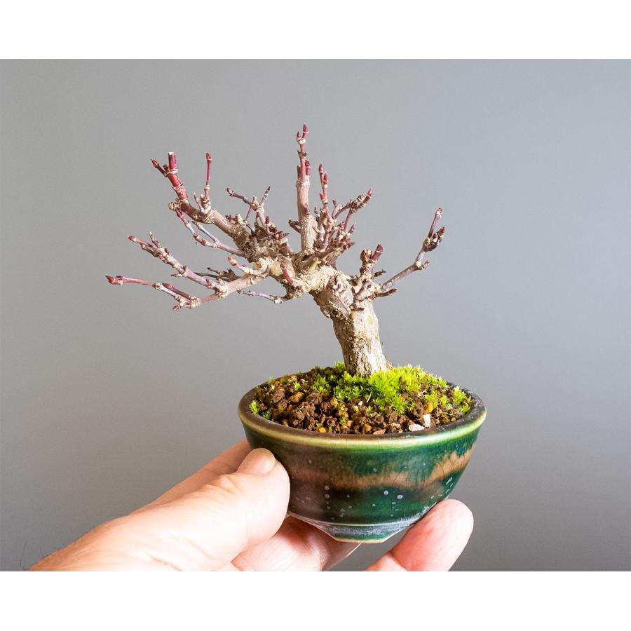 ミニ盆栽 もみじ　イロハモミジ盆栽（いろは紅葉 ミニ盆栽）小さな盆栽　4342 |  | 05