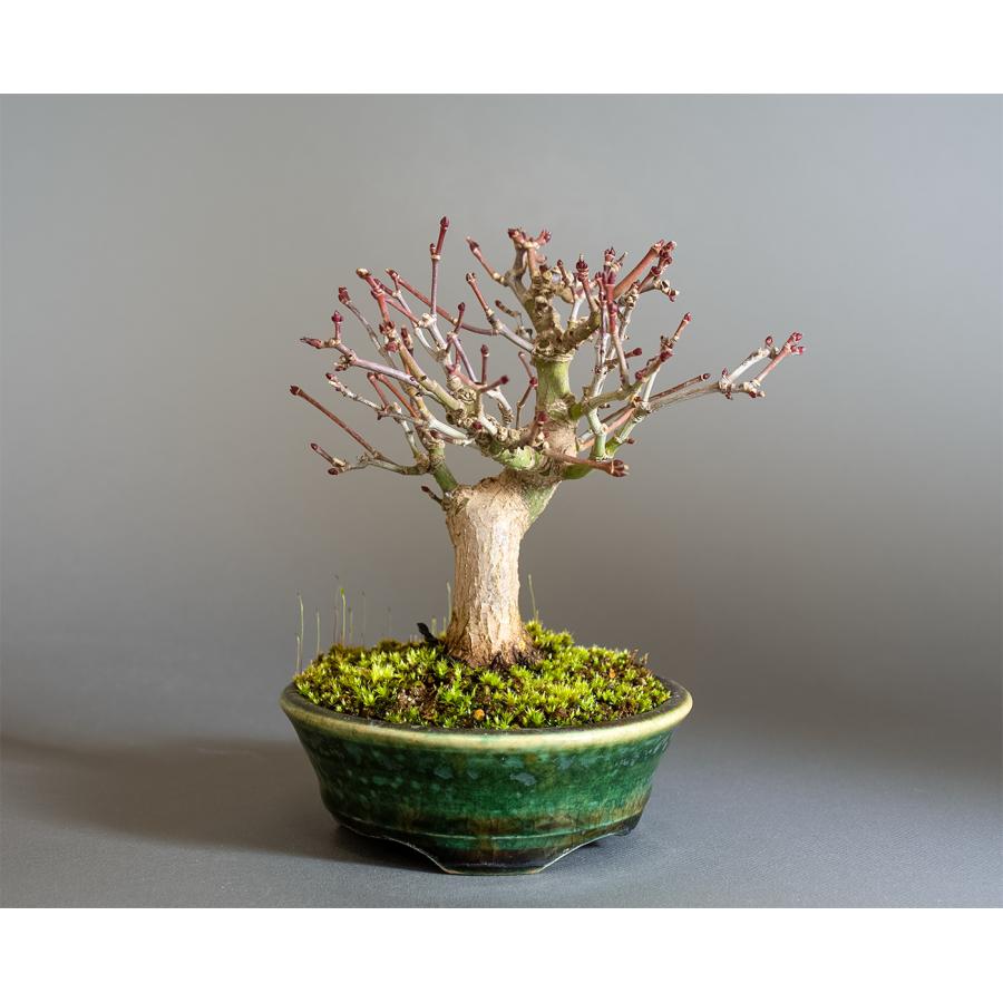 盆栽　イロハモミジ盆栽　紅葉（いろは紅葉 ミニ盆栽）小品盆栽　4343 | 