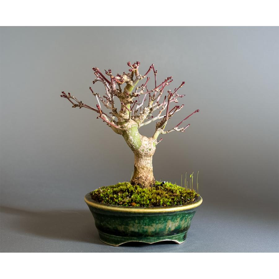 盆栽　イロハモミジ盆栽　紅葉（いろは紅葉 ミニ盆栽）小品盆栽　4343 |  | 01