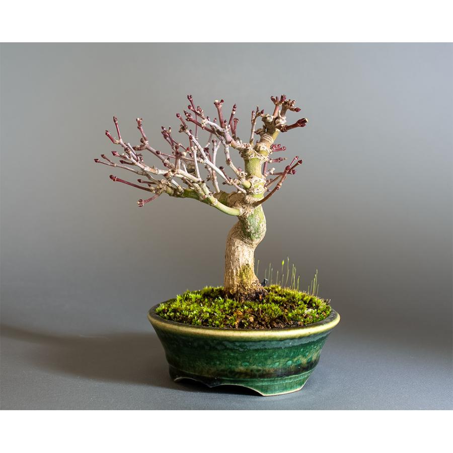 盆栽　イロハモミジ盆栽　紅葉（いろは紅葉 ミニ盆栽）小品盆栽　4343 |  | 02