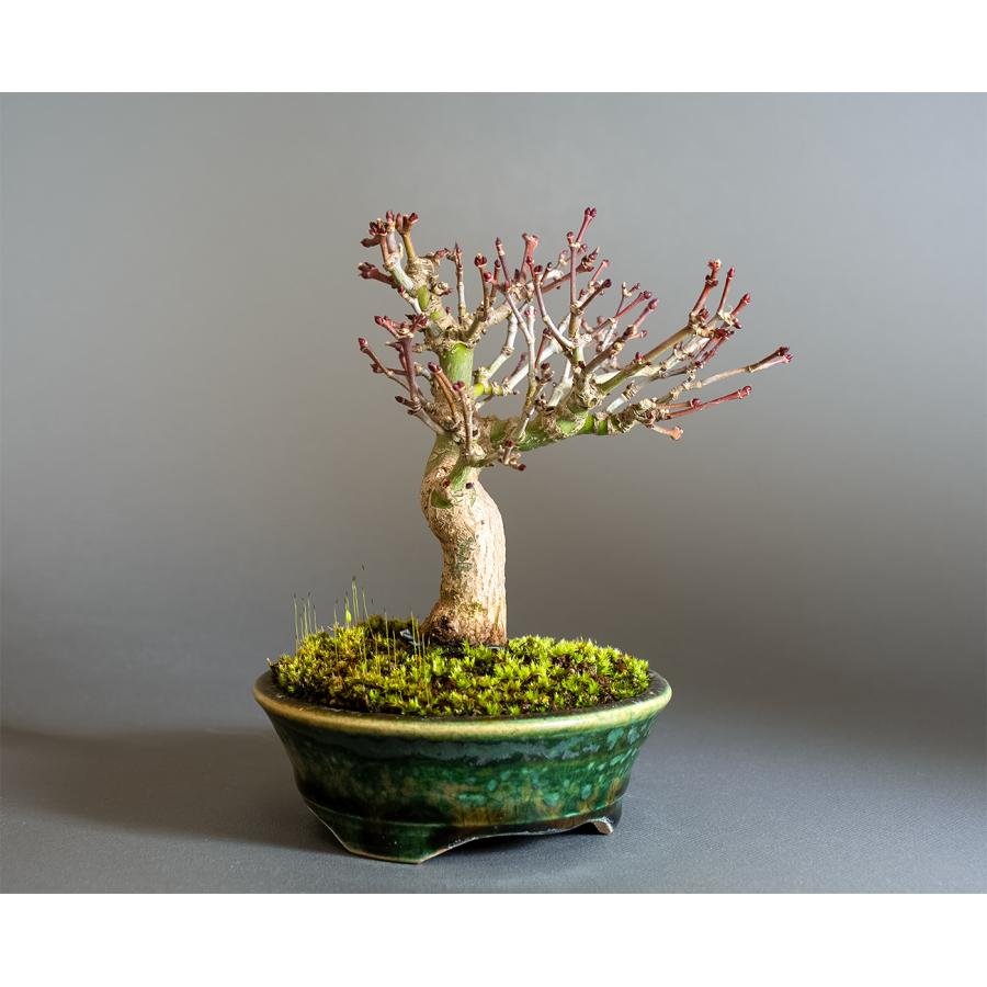 イロハモミジ 盆栽 盆栽 イロハモミジ盆栽 紅葉（いろは紅葉 ミニ盆栽）小品盆栽