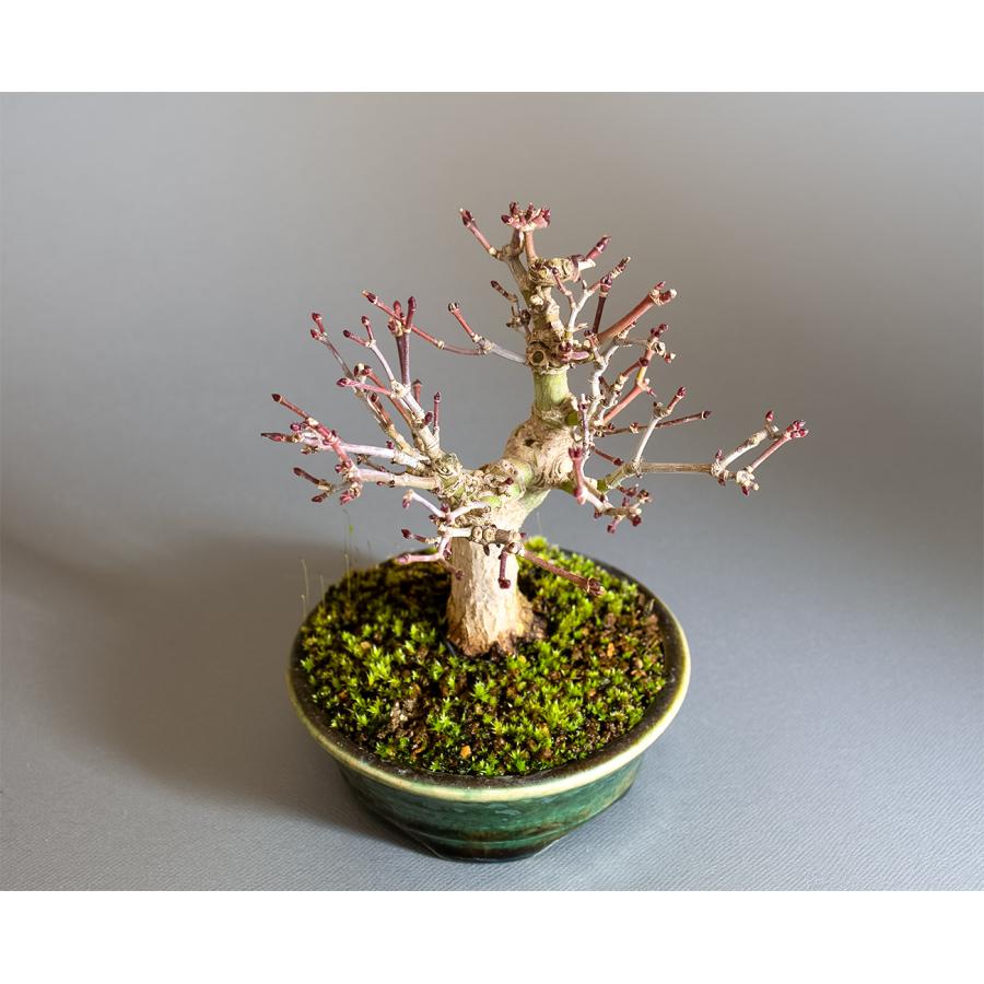 盆栽　イロハモミジ盆栽　紅葉（いろは紅葉 ミニ盆栽）小品盆栽　4343 |  | 04