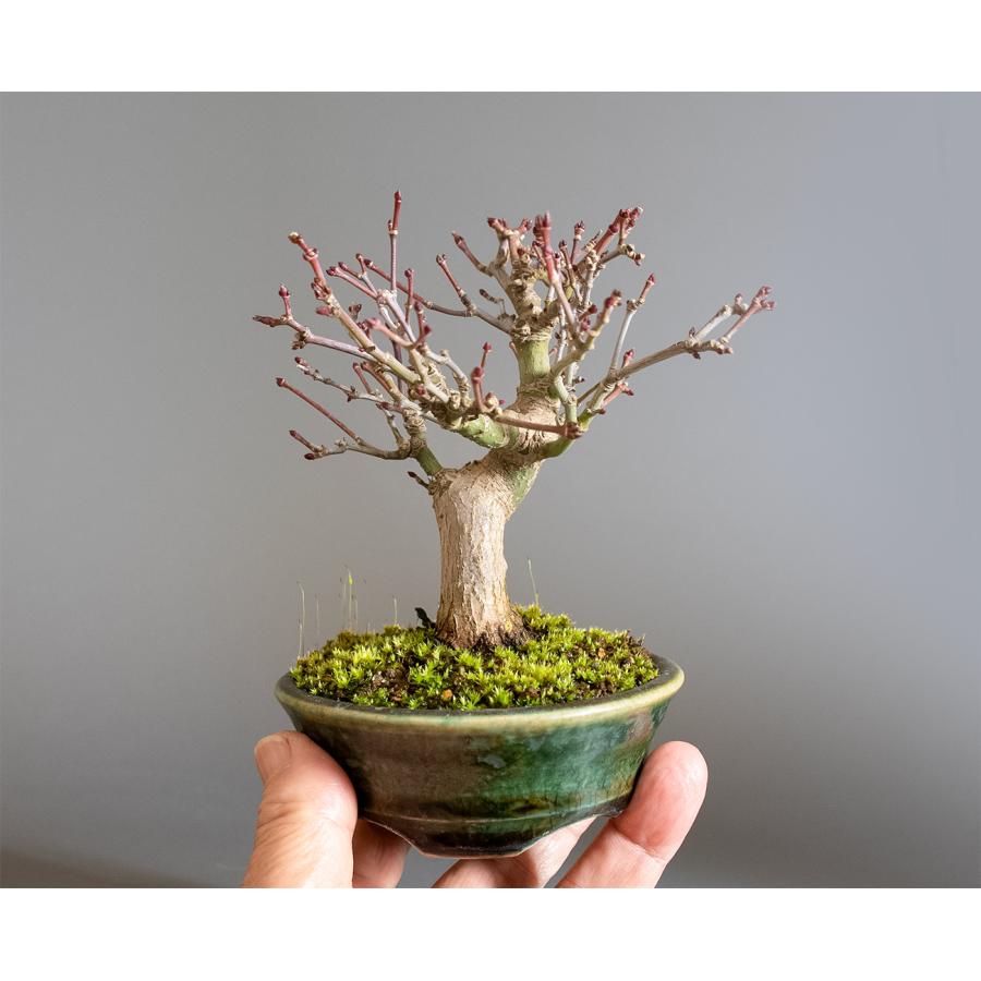 盆栽　イロハモミジ盆栽　紅葉（いろは紅葉 ミニ盆栽）小品盆栽　4343 |  | 05