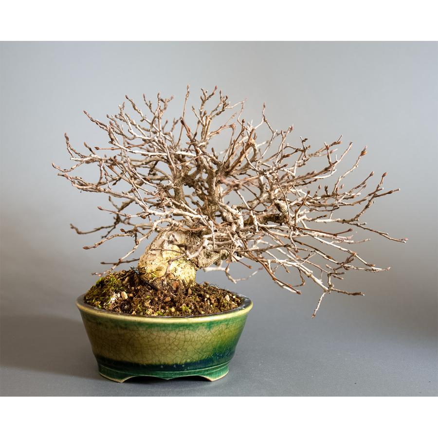 盆栽　イワシデ盆栽　岩四手（いわしで・ミニ盆栽　岩四手）小品盆栽　4344 |  | 01