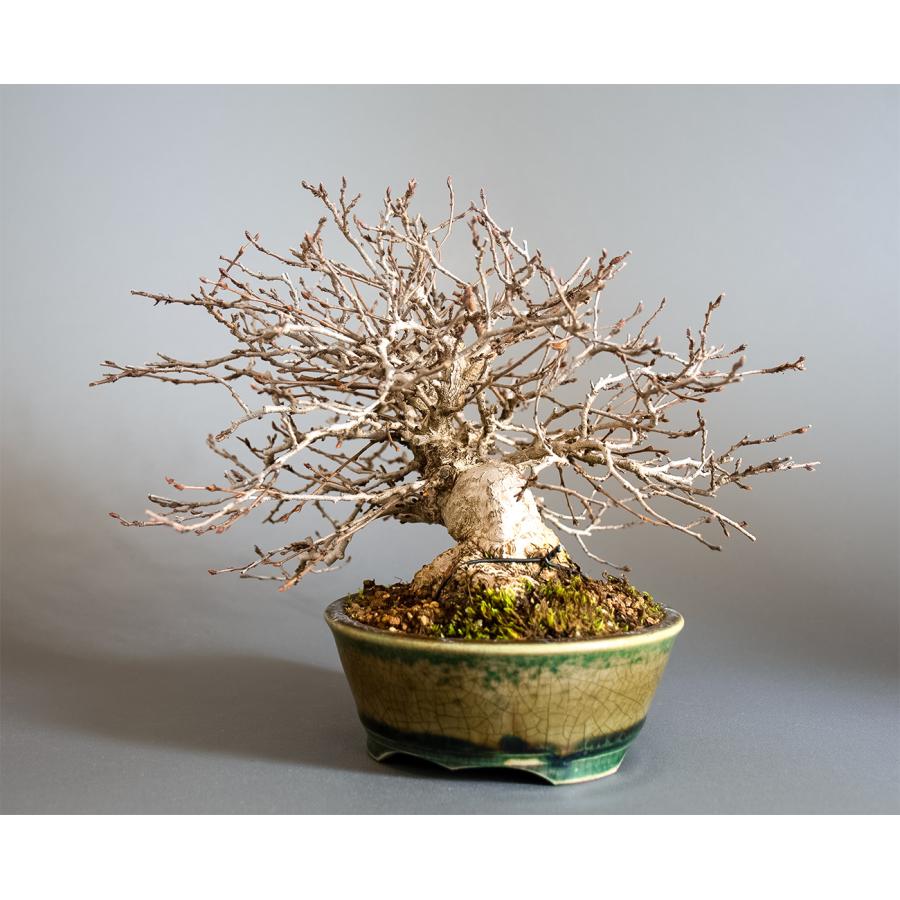 盆栽　イワシデ盆栽　岩四手（いわしで・ミニ盆栽　岩四手）小品盆栽　4344 |  | 02