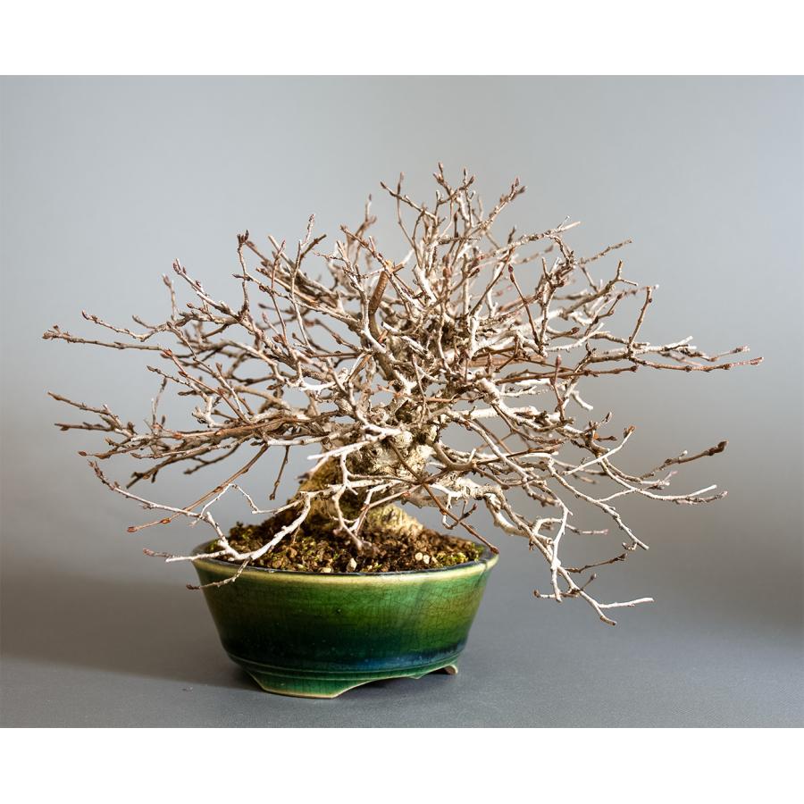 盆栽　イワシデ盆栽　岩四手（いわしで・ミニ盆栽　岩四手）小品盆栽　4344 |  | 03