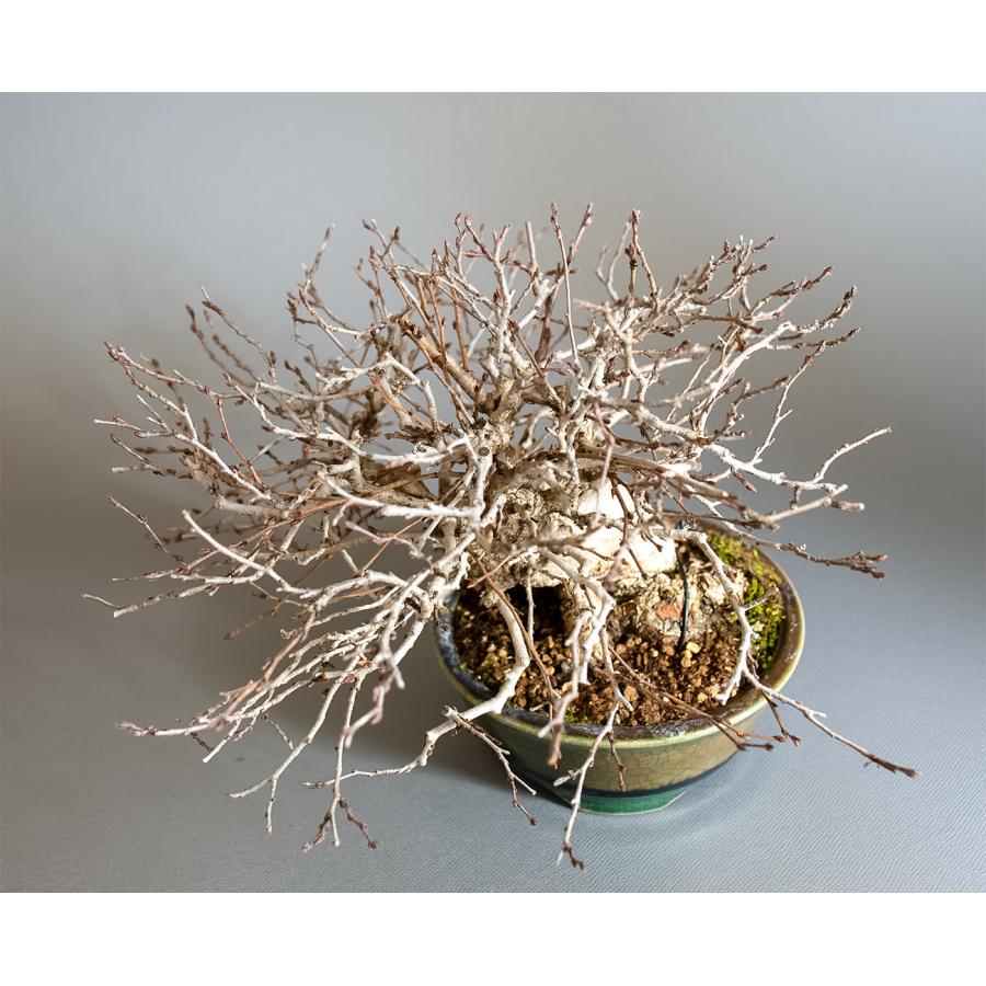 盆栽　イワシデ盆栽　岩四手（いわしで・ミニ盆栽　岩四手）小品盆栽　4344 |  | 04