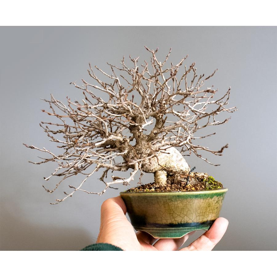 盆栽　イワシデ盆栽　岩四手（いわしで・ミニ盆栽　岩四手）小品盆栽　4344 |  | 05