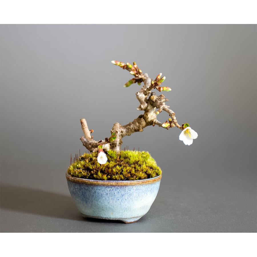 豆盆栽　フジザクラ盆栽　富士桜（ふじざくら・ミニ盆栽 富士桜）小盆栽　4345 | 