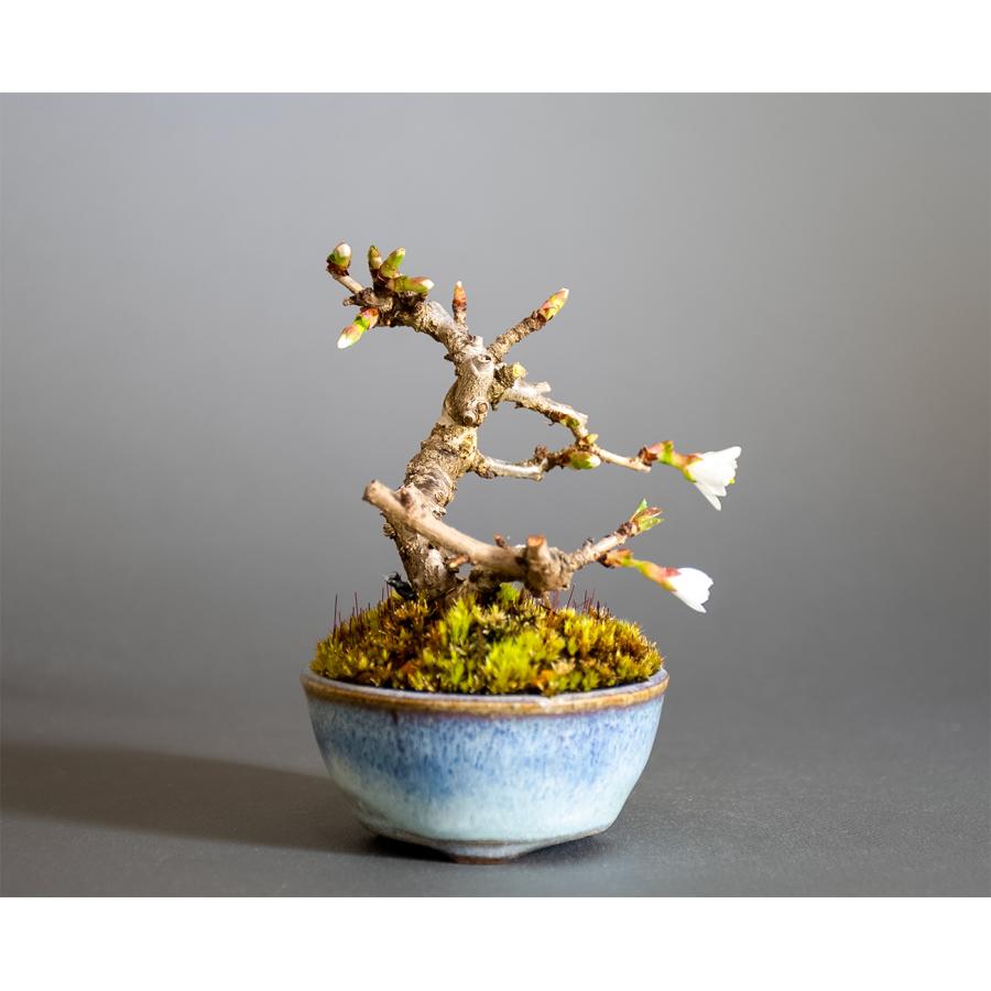 豆盆栽　フジザクラ盆栽　富士桜（ふじざくら・ミニ盆栽 富士桜）小盆栽　4345 |  | 03