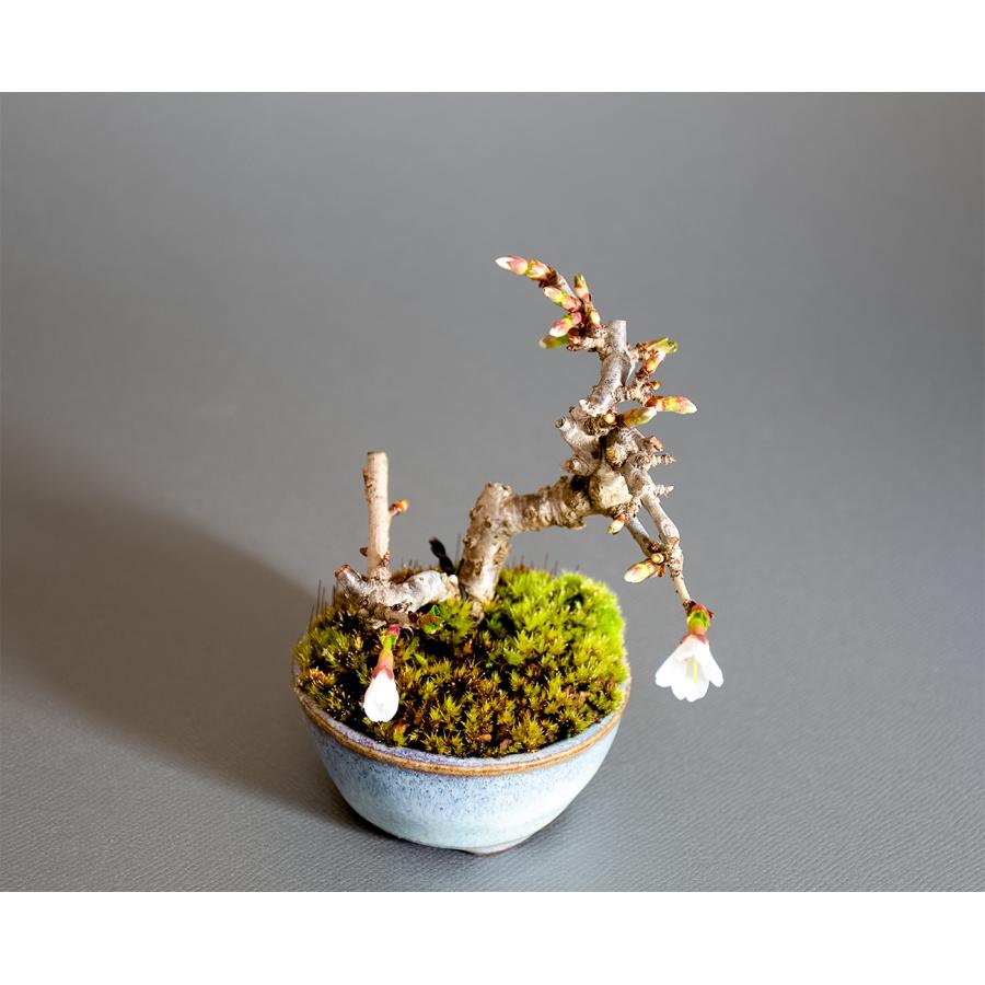 豆盆栽 フジザクラ盆栽 富士桜（ふじざくら・ミニ盆栽 富士桜）小盆栽