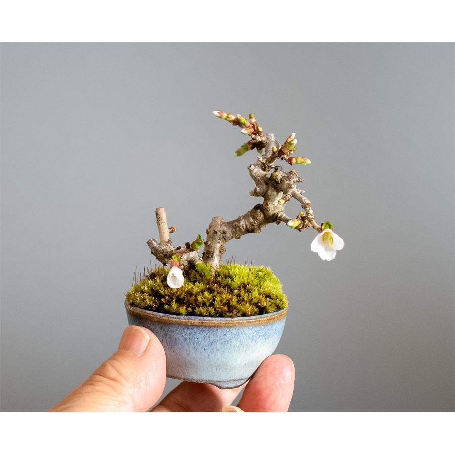 豆盆栽　フジザクラ盆栽　富士桜（ふじざくら・ミニ盆栽 富士桜）小盆栽　4345 |  | 05