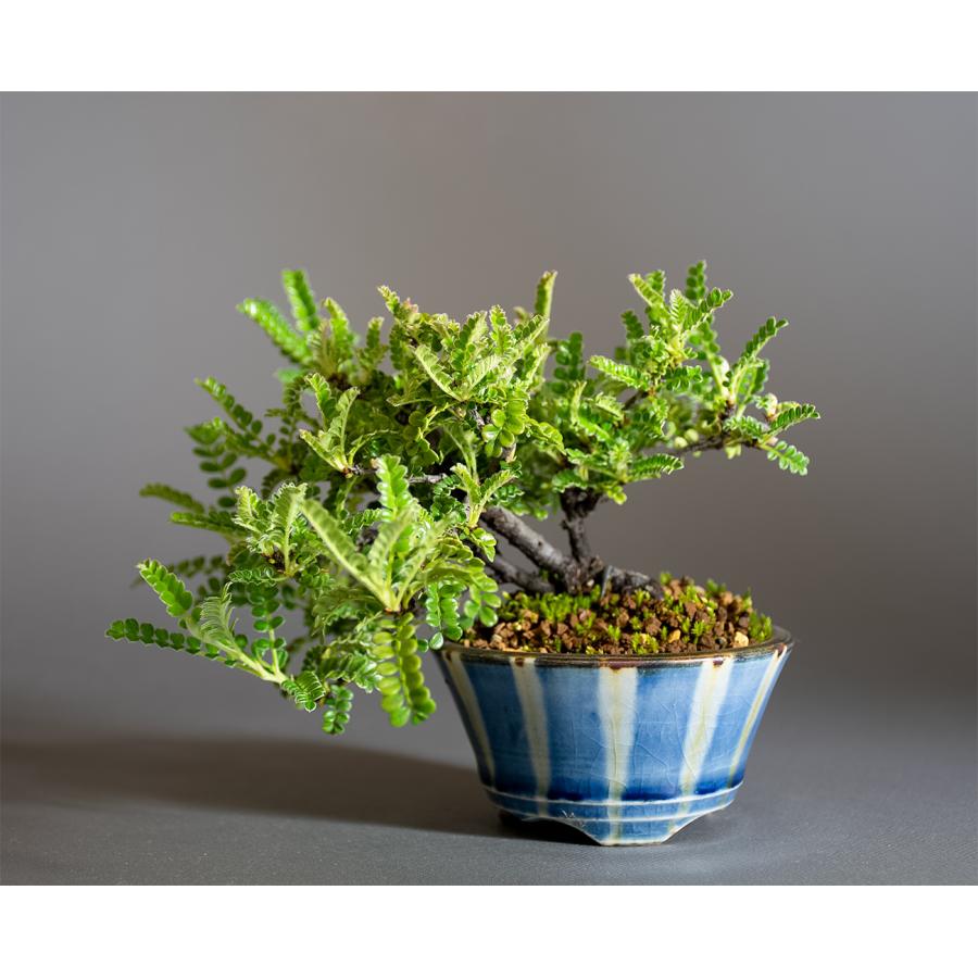 ミニ盆栽 もみじ　イソザンショウ盆栽　磯山椒（いそざんしょう・ミニ盆栽 磯山椒）小さな盆栽　4346 | 