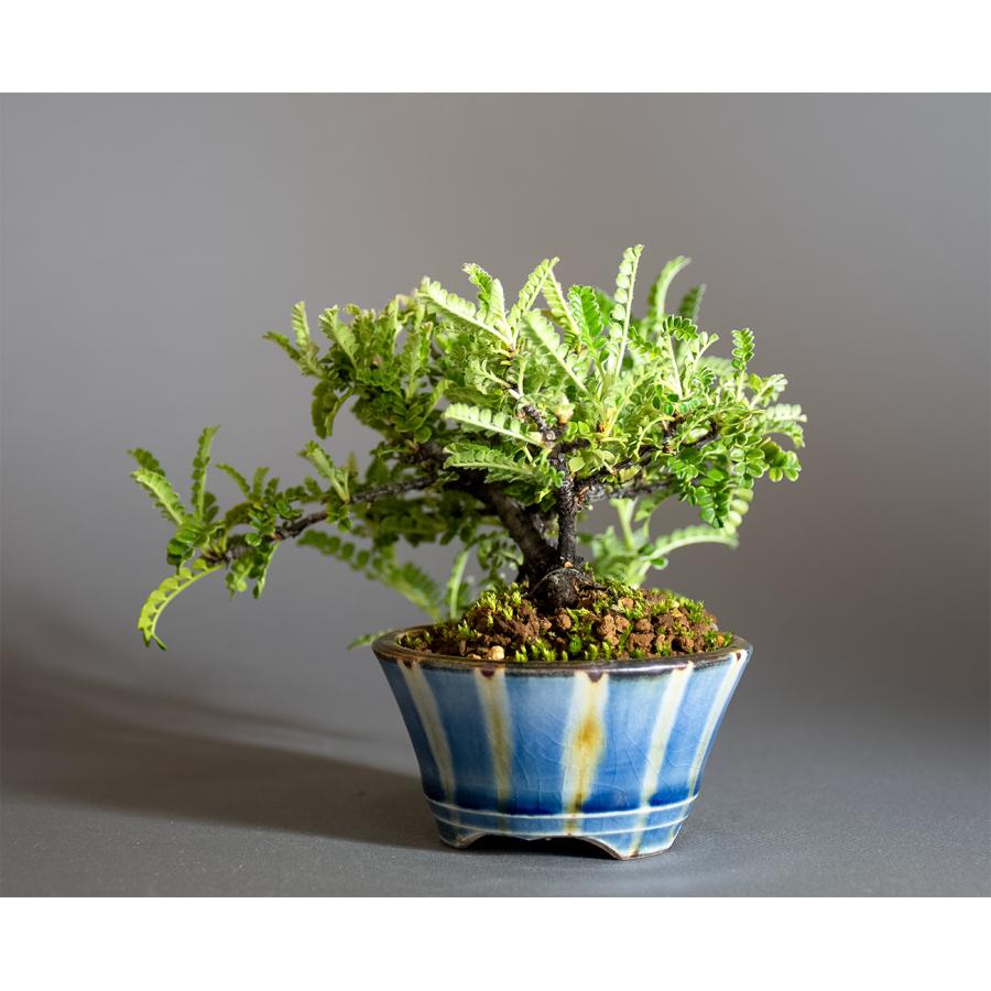 ミニ盆栽 もみじ　イソザンショウ盆栽　磯山椒（いそざんしょう・ミニ盆栽 磯山椒）小さな盆栽　4346 |  | 02