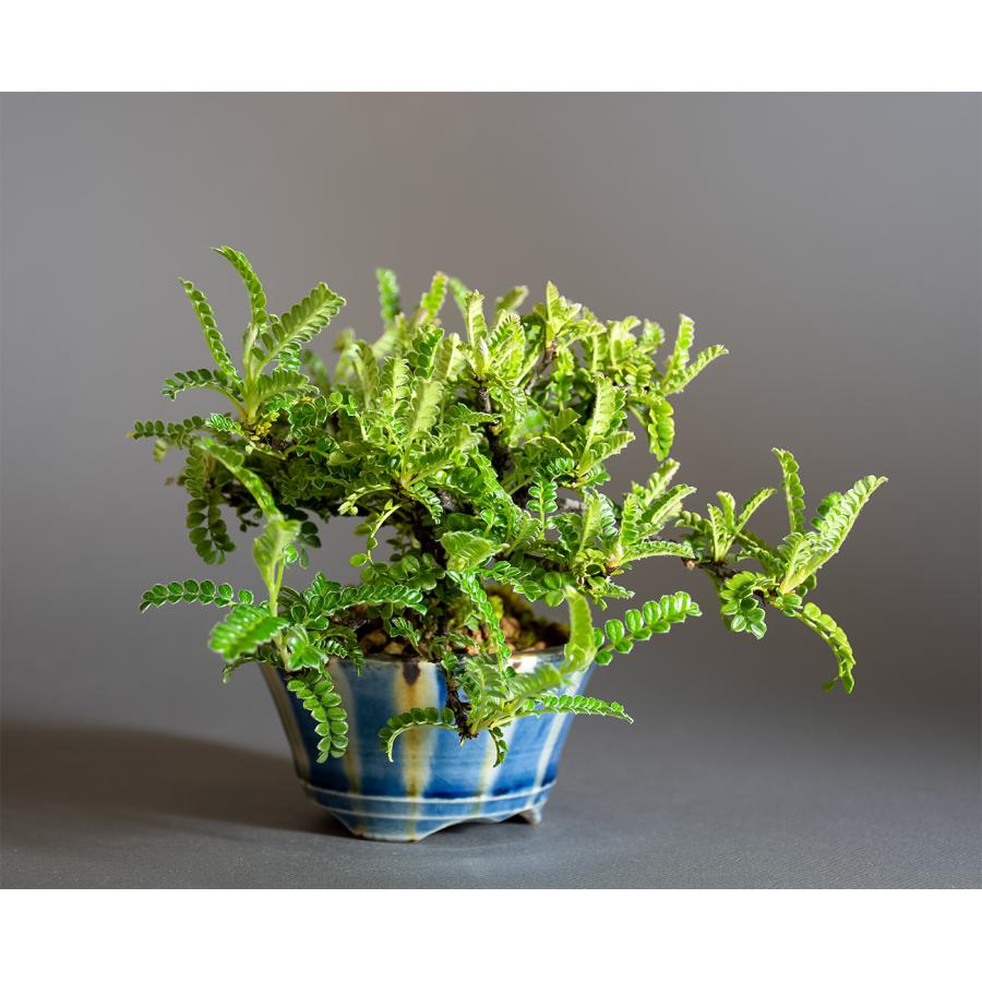 ミニ盆栽 もみじ　イソザンショウ盆栽　磯山椒（いそざんしょう・ミニ盆栽 磯山椒）小さな盆栽　4346 |  | 03