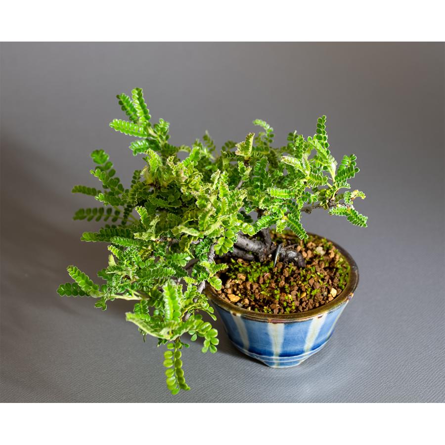 ミニ盆栽 もみじ　イソザンショウ盆栽　磯山椒（いそざんしょう・ミニ盆栽 磯山椒）小さな盆栽　4346 |  | 04