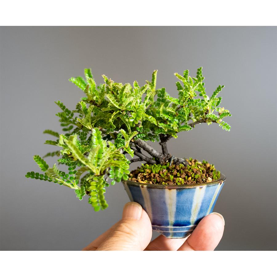 ミニ盆栽 もみじ　イソザンショウ盆栽　磯山椒（いそざんしょう・ミニ盆栽 磯山椒）小さな盆栽　4346 |  | 05