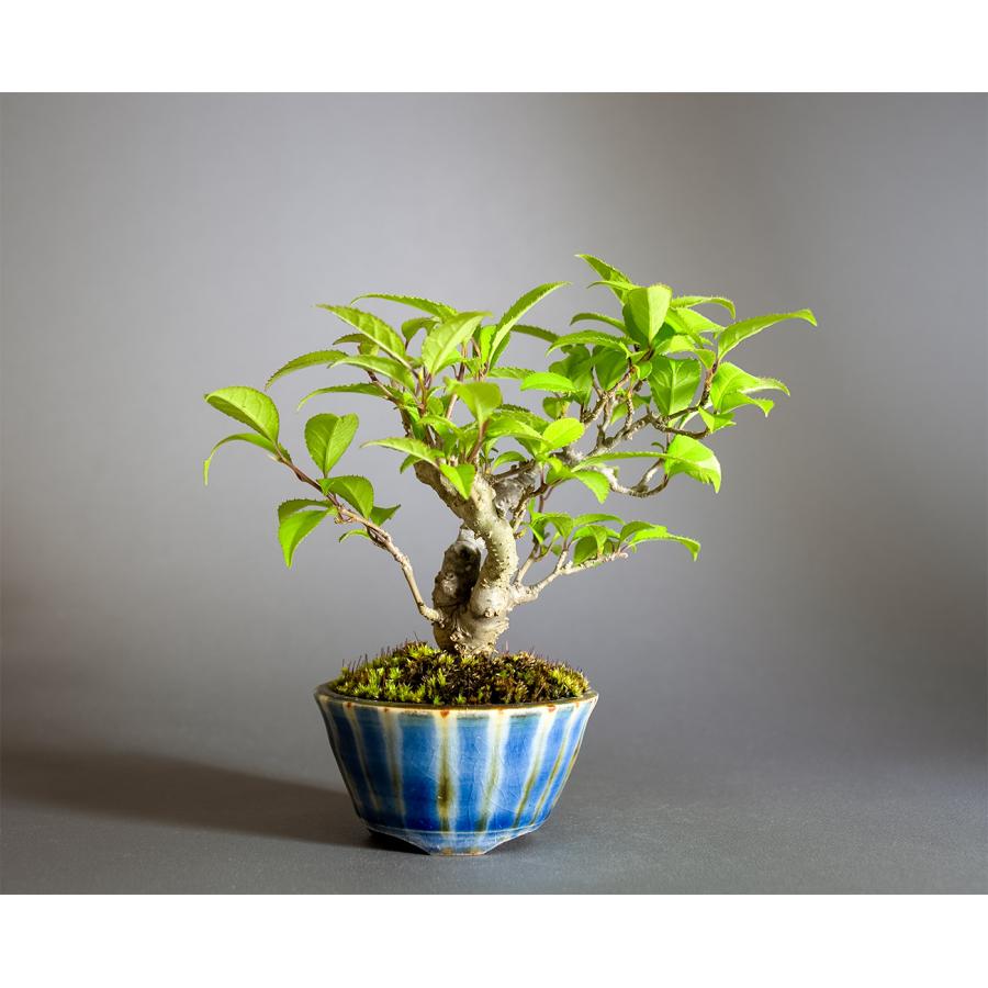 盆栽　ウメモドキ盆栽　丸子姫梅擬（うめもどき・ミニ盆栽 梅擬）小さな盆栽　4349 | 